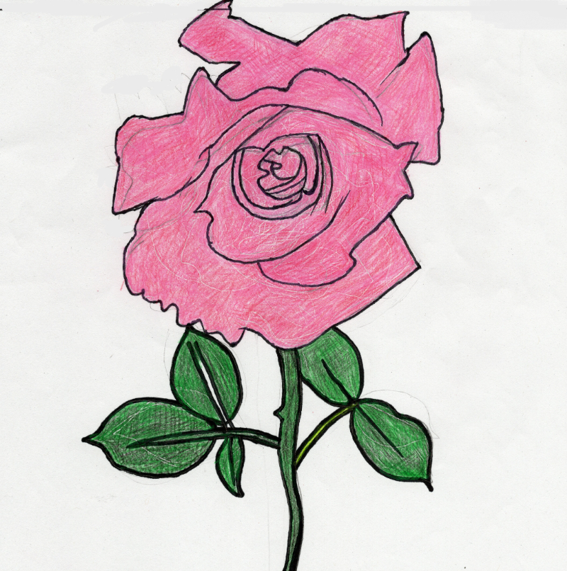 ピンク色のバラの花02